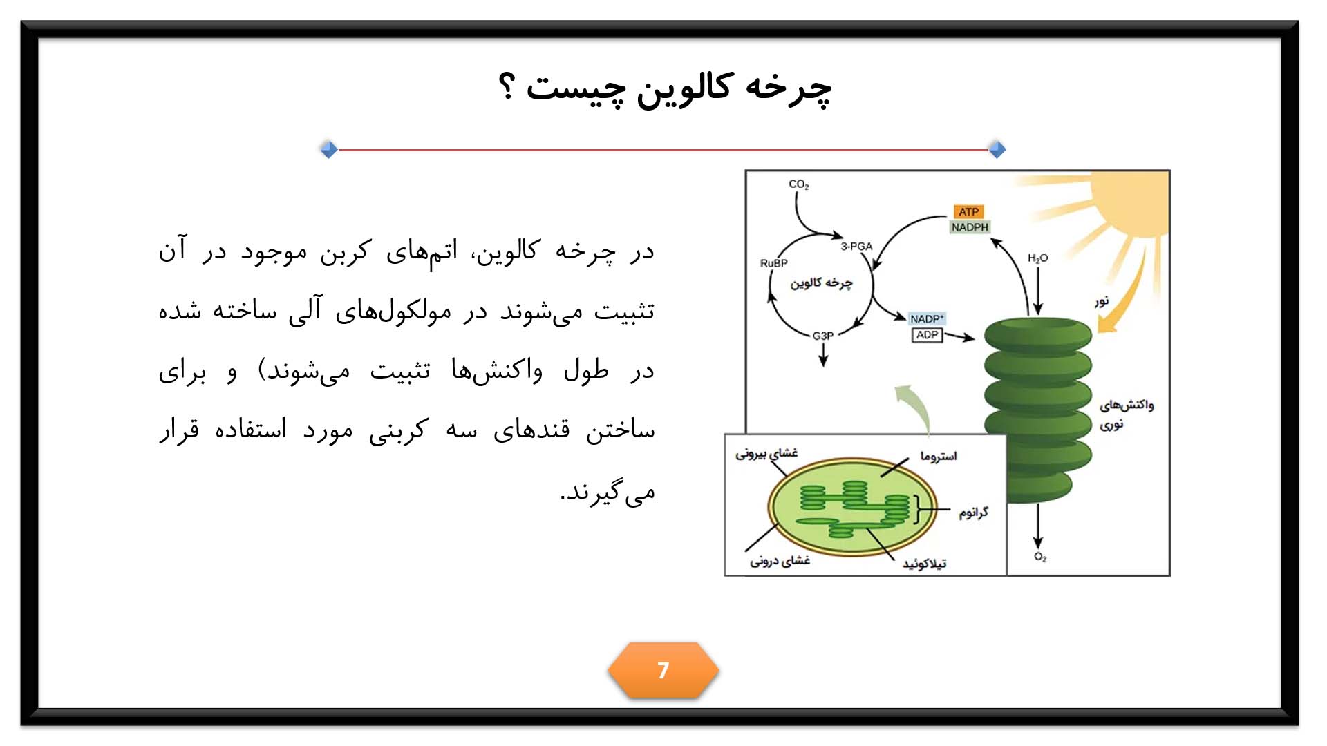 پاورپوینت در مورد چرخه کالوین 